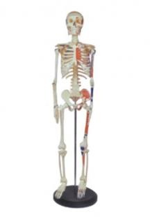 Esqueleto humano 168cm