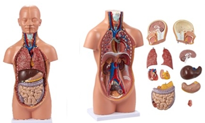 Torso humano de 50cm